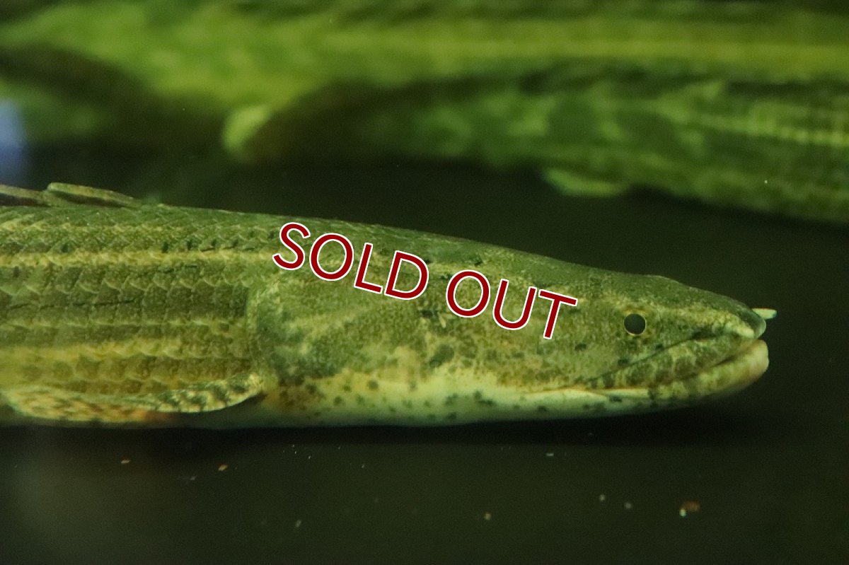 画像3: 【淡水魚】大特価 ポリプテルス ビキールspコリバ コウロントン産 ワイルド【１匹 サンプル画像】(±18-25cm)(生体)(熱帯魚)NKO (3)