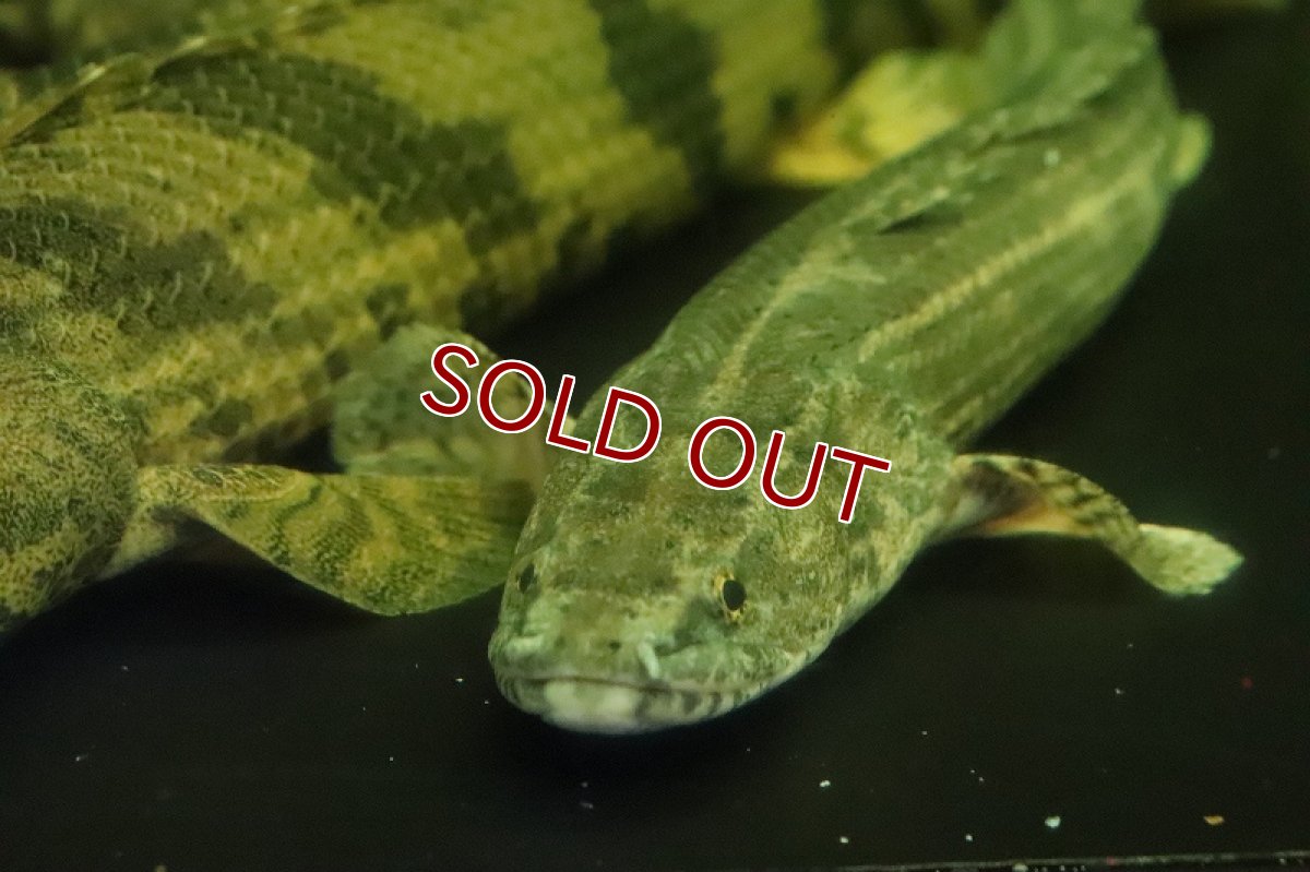 画像4: 【淡水魚】大特価 ポリプテルス ビキールspコリバ コウロントン産 ワイルド【１匹 サンプル画像】(±18-25cm)(生体)(熱帯魚)NKO (4)