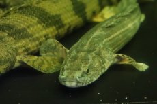 画像4: 【淡水魚】【通販】大特価 ポリプテルス ビキールspコリバ コウロントン産 ワイルド【１匹 サンプル画像】(±18-25cm)(生体)(熱帯魚)NKO (4)