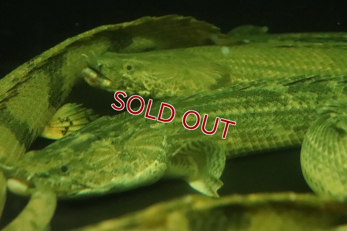 画像5: 【淡水魚】大特価 ポリプテルス ビキールspコリバ コウロントン産 ワイルド【１匹 サンプル画像】(±18-25cm)(生体)(熱帯魚)NKO (5)