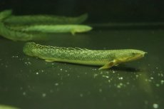 画像1: 【淡水魚】【通販】激安 ギニア便 ポリプテルス ビュティコフェリー ワイルド【１匹 サンプル画像】(±11-13cm)(大型魚)(生体)(熱帯魚)NKO (1)