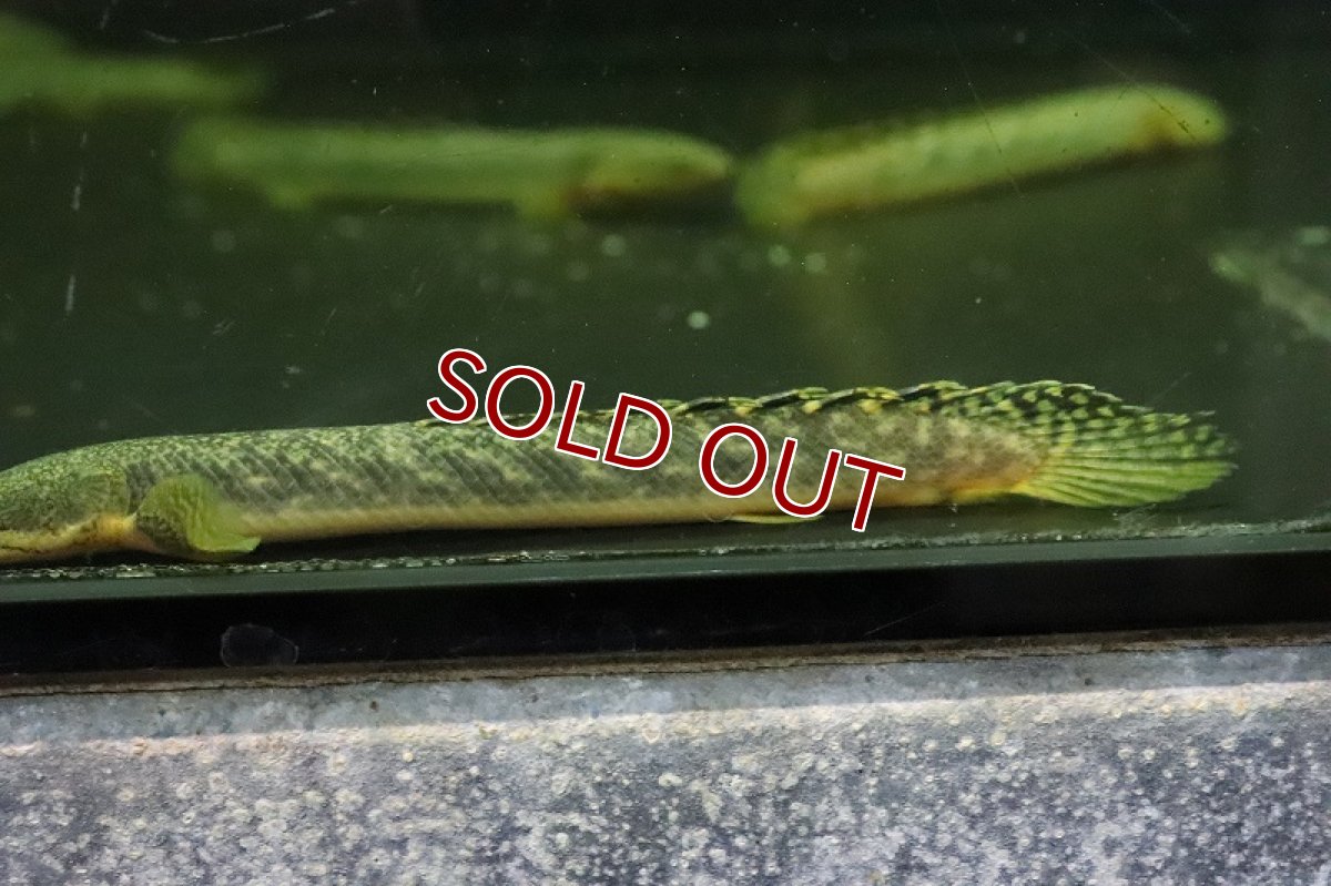 画像2: 【淡水魚】激安 ギニア便 ポリプテルス ビュティコフェリー ワイルド【1匹 サンプル画像】(±11-13cm)(大型魚)(生体)(熱帯魚)NKO (2)