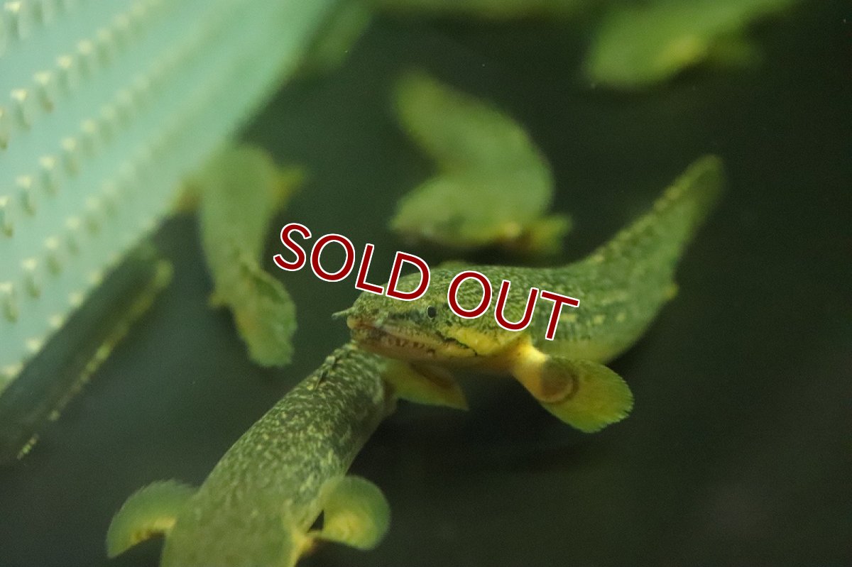 画像3: 【淡水魚】激安 ギニア便 ポリプテルス ビュティコフェリー ワイルド【1匹 サンプル画像】(±11-13cm)(大型魚)(生体)(熱帯魚)NKO (3)