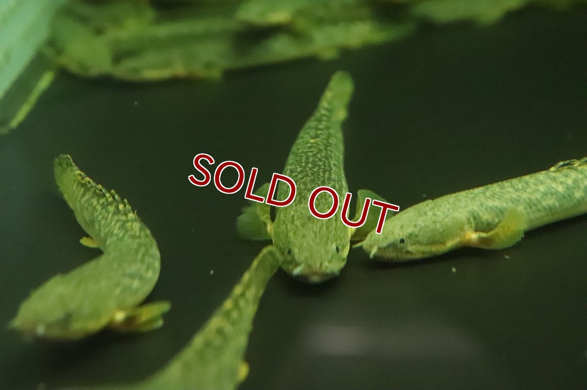 画像4: 【淡水魚】激安 ギニア便 ポリプテルス ビュティコフェリー ワイルド【1匹 サンプル画像】(±11-13cm)(大型魚)(生体)(熱帯魚)NKO (4)