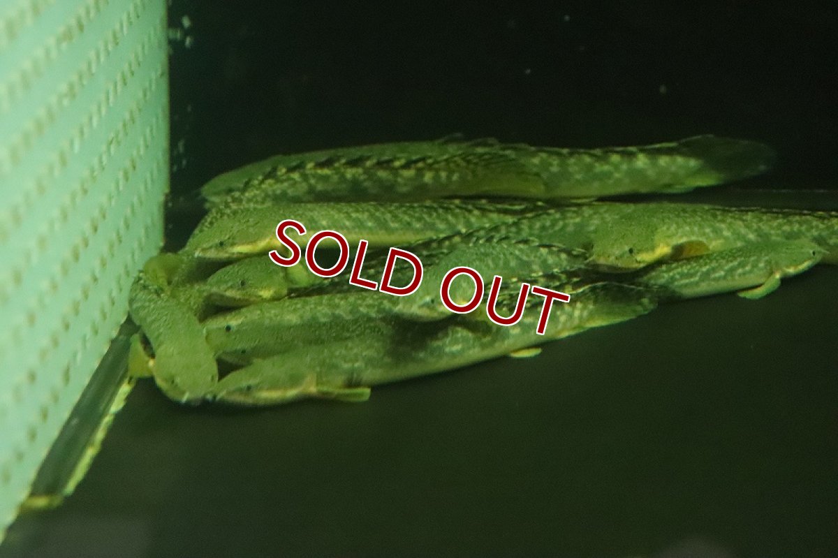 画像5: 【淡水魚】激安 ギニア便 ポリプテルス ビュティコフェリー ワイルド【1匹 サンプル画像】(±11-13cm)(大型魚)(生体)(熱帯魚)NKO (5)