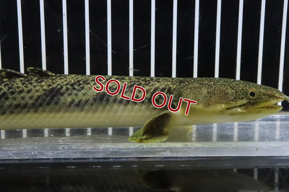 画像2: 【淡水魚】激安 ギニア便 更に大きめ ポリプテルス ビュティコフェリー ワイルド【１匹 サンプル画像】(±25-30cm)(生体)(熱帯魚)NKO (2)