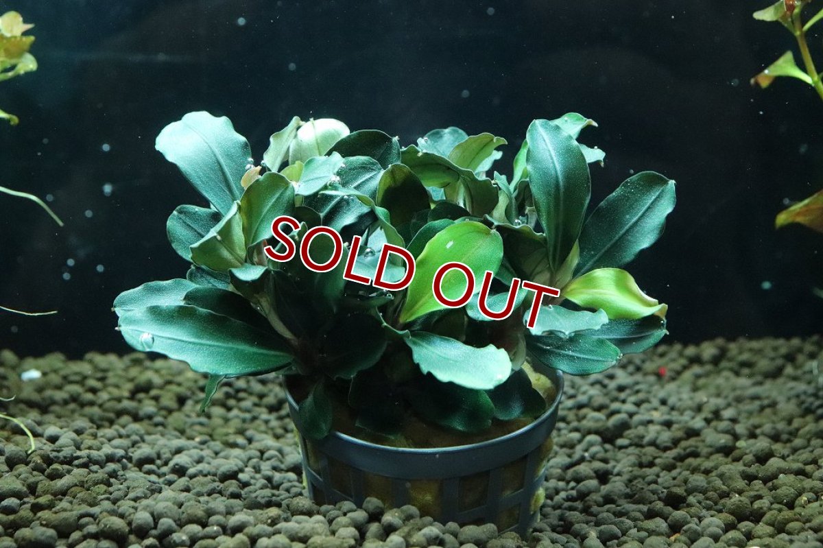 画像1: 【サマーセール10%OFFクーポン番号（10）対象商品 】【通販 水草】ブセファランドラ sp テイア(輸入品)【1ポット サンプル画像】（陰性水草)（生体）（熱帯魚） (1)