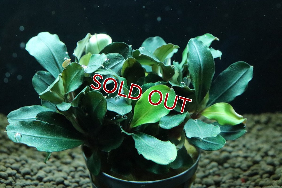 画像2: 【通販 水草】ブセファランドラ sp テイア(輸入品)【1ポット サンプル画像】（陰性水草)（生体）（熱帯魚） (2)