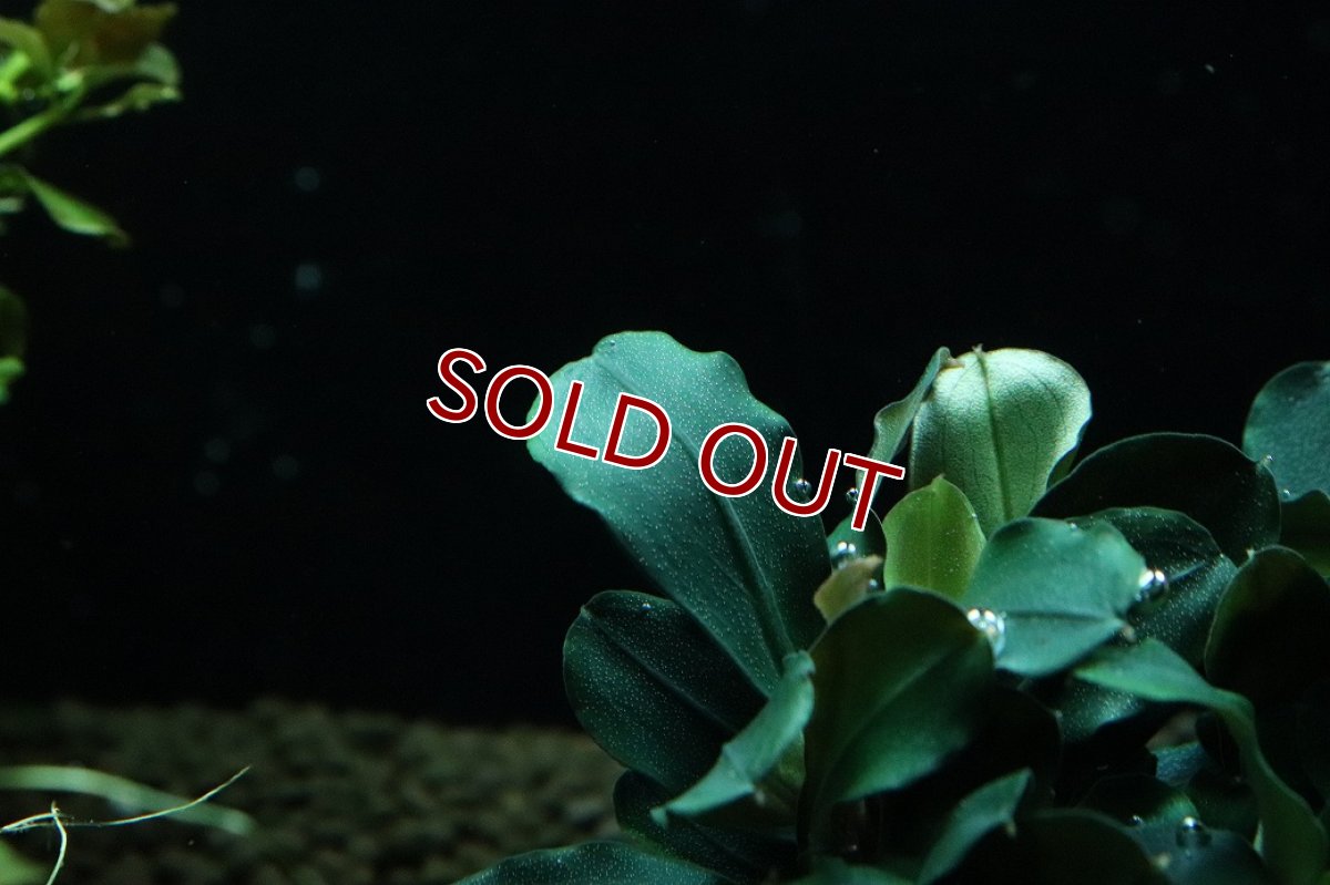 画像3: 【通販 水草】ブセファランドラ sp テイア(輸入品)【1ポット サンプル画像】（陰性水草)（生体）（熱帯魚） (3)