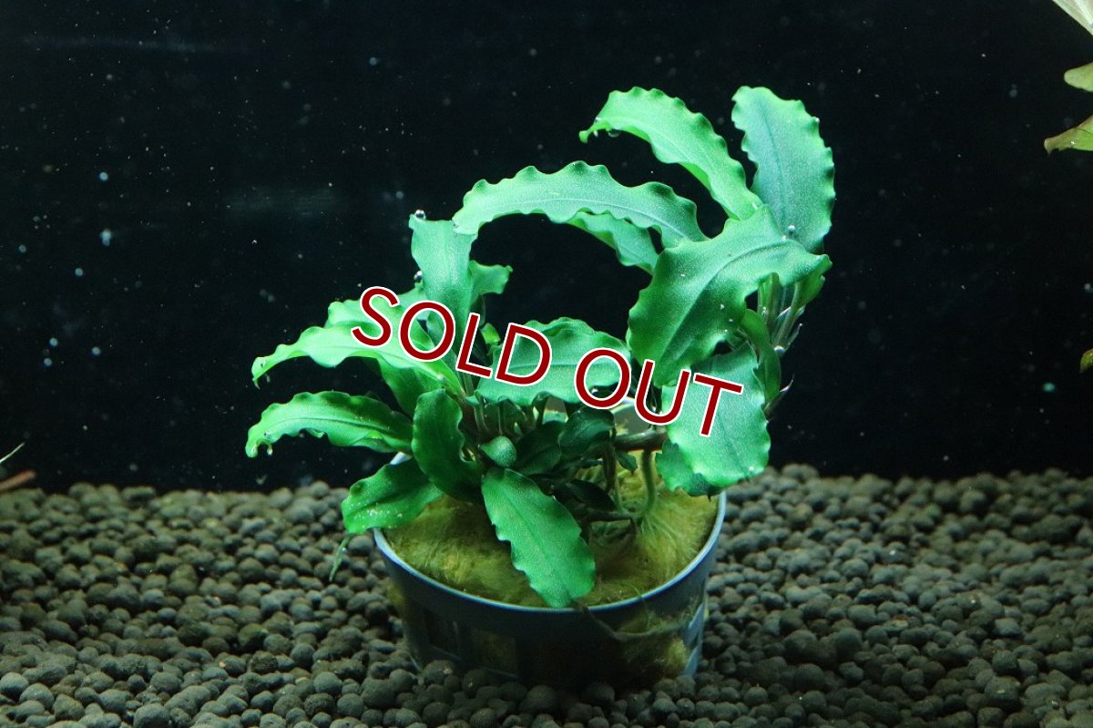画像1: 【通販 水草】ブセファランドラ sp グリーンベルベット(輸入品)【1ポット サンプル画像】（陰性水草)（生体）（熱帯魚） (1)