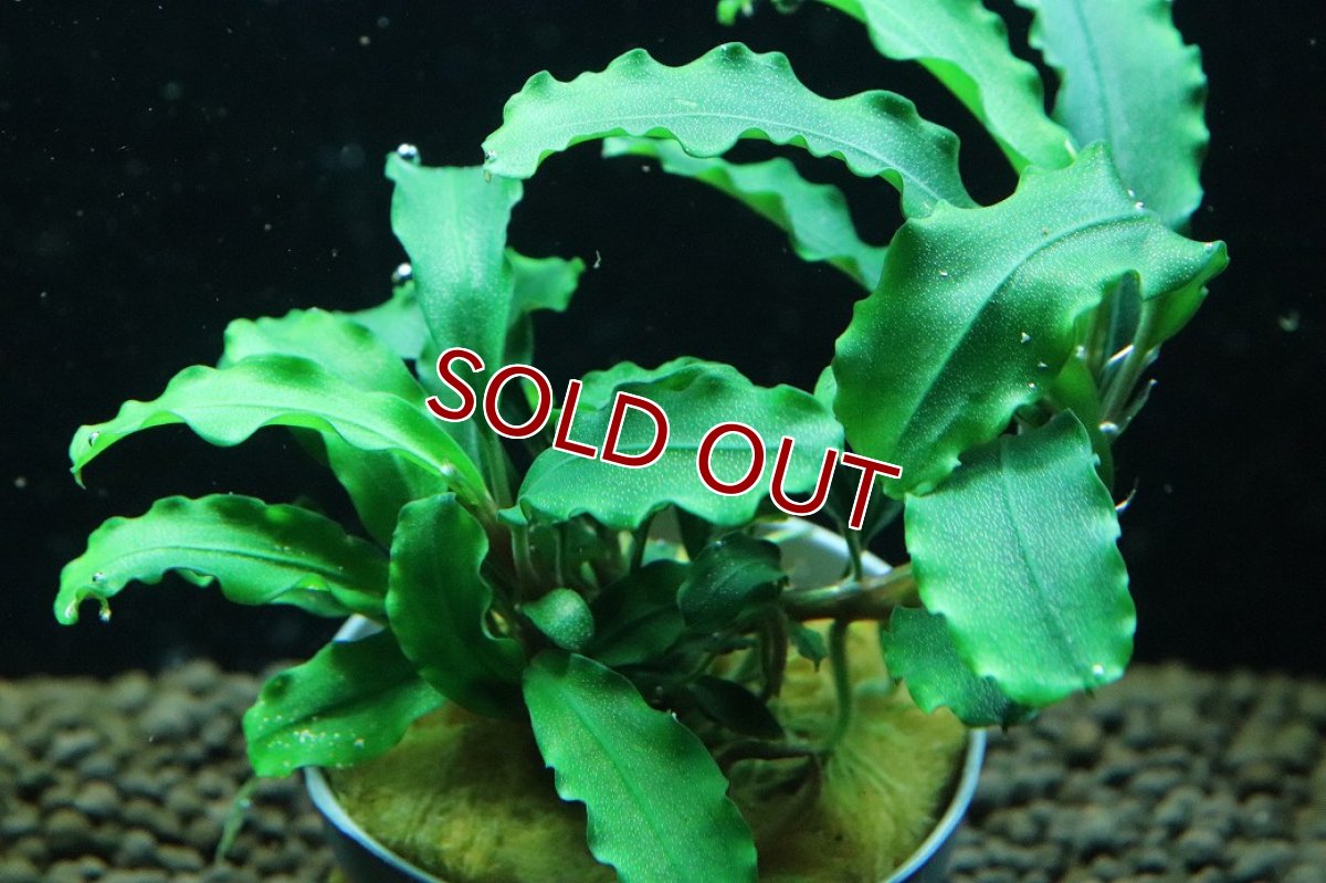 画像2: 【通販 水草】ブセファランドラ sp グリーンベルベット(輸入品)【1ポット サンプル画像】（陰性水草)（生体）（熱帯魚） (2)