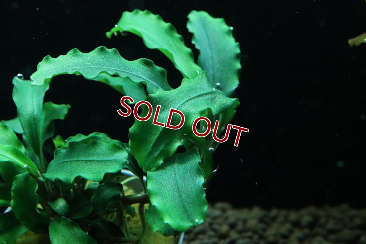 画像3: 【通販 水草】ブセファランドラ sp グリーンベルベット(輸入品)【1ポット サンプル画像】（陰性水草)（生体）（熱帯魚） (3)