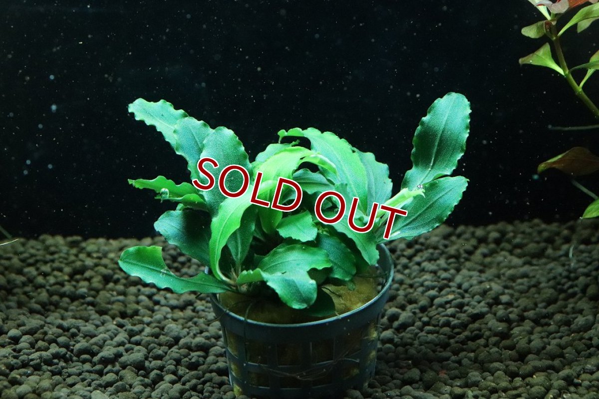 画像1: 【通販 水草】ブセファランドラ sp テイアグリーン(輸入品)【1ポット サンプル画像】（陰性水草)（生体）（熱帯魚） (1)