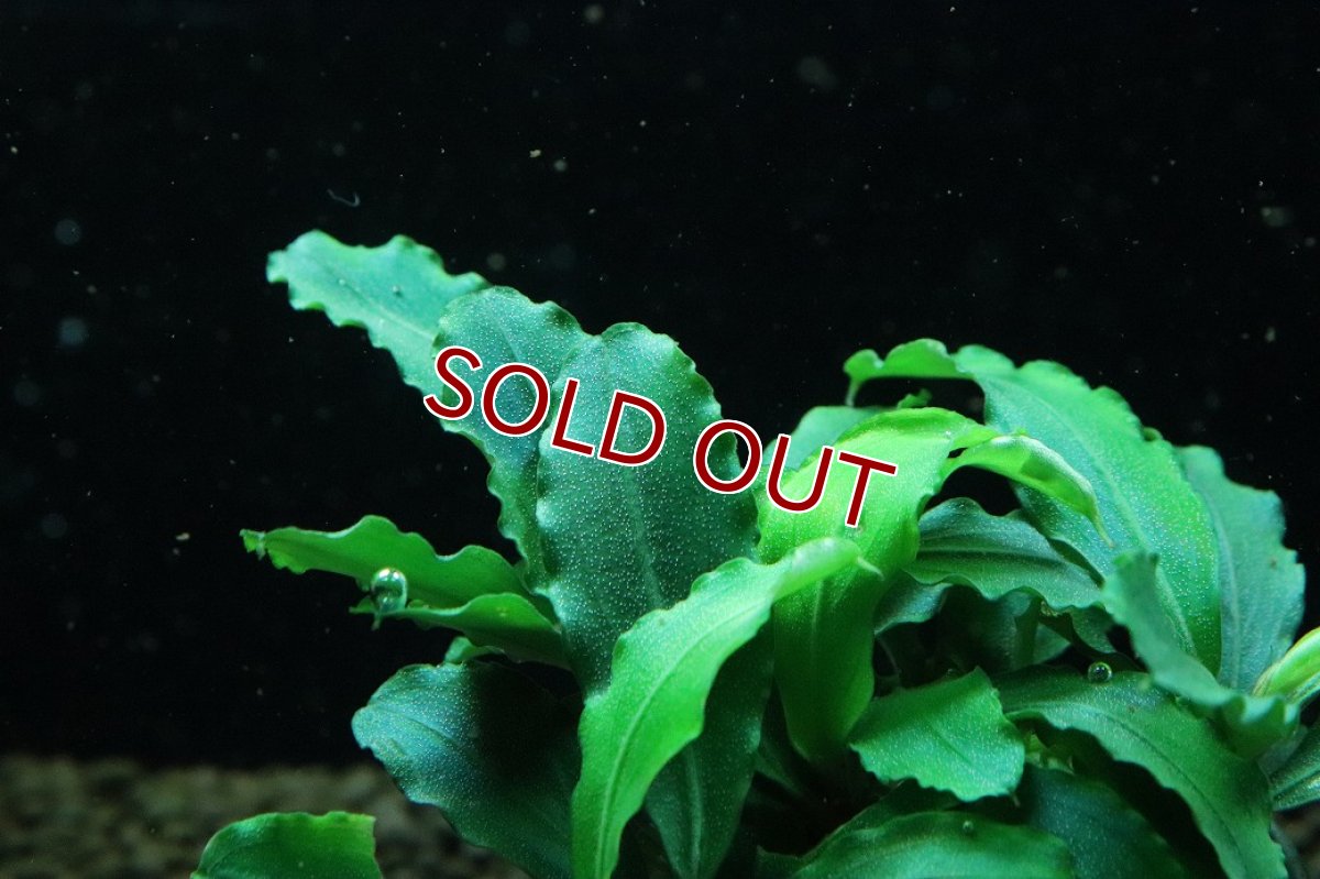 画像2: 【通販 水草】ブセファランドラ sp テイアグリーン(輸入品)【1ポット サンプル画像】（陰性水草)（生体）（熱帯魚） (2)