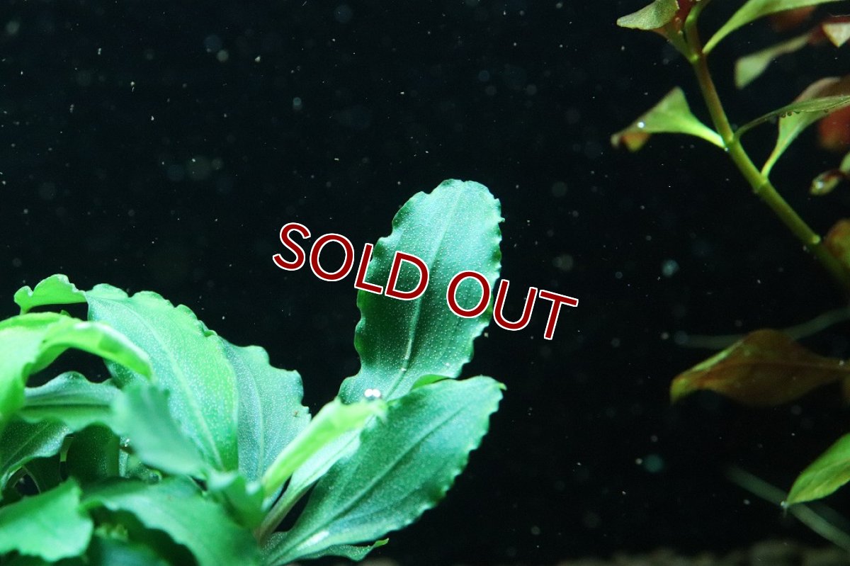 画像3: 【通販 水草】ブセファランドラ sp テイアグリーン(輸入品)【1ポット サンプル画像】（陰性水草)（生体）（熱帯魚） (3)