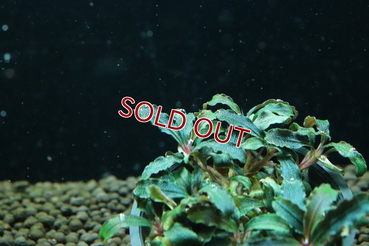 画像2: 【通販 水草】ブセファランドラ sp クダガン(輸入品)【1ポット サンプル画像】（陰性水草)（生体）（熱帯魚） (2)