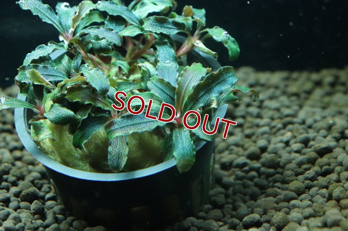 画像3: 【通販 水草】ブセファランドラ sp クダガン(輸入品)【1ポット サンプル画像】（陰性水草)（生体）（熱帯魚） (3)