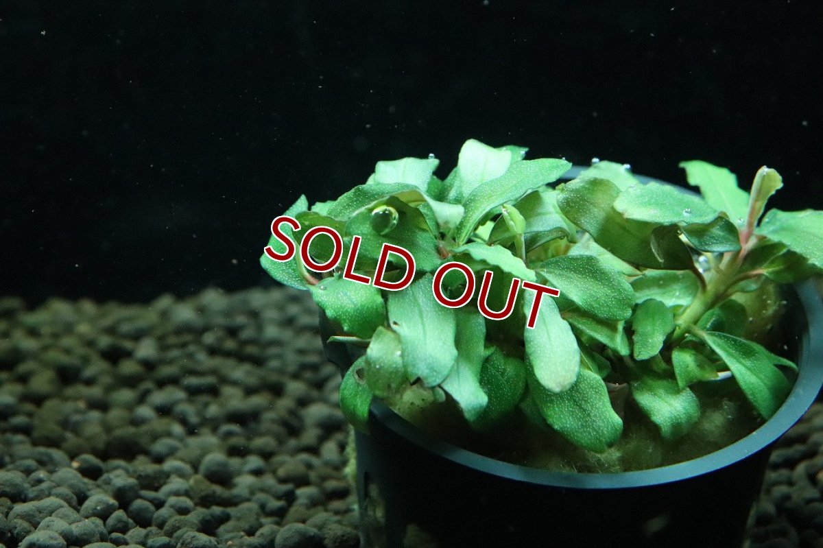画像2: 【通販 水草】ブセファランドラ sp ブラウニーブルー(輸入品)【1ポット サンプル画像】（陰性水草)（生体）（熱帯魚） (2)