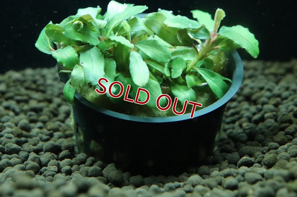 画像3: 【通販 水草】ブセファランドラ sp ブラウニーブルー(輸入品)【1ポット サンプル画像】（陰性水草)（生体）（熱帯魚） (3)