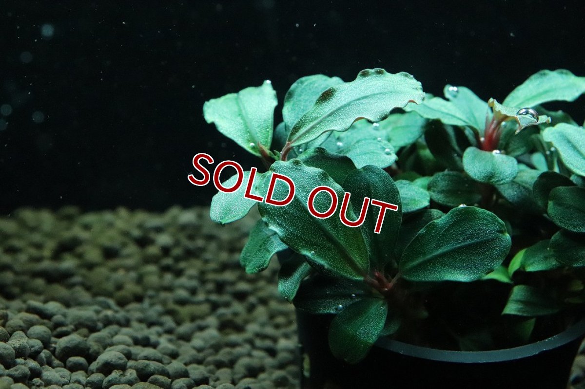 画像2: 【通販 水草】ブセファランドラ sp ブラウニーゴースト(輸入品)【1ポット サンプル画像】（陰性水草)（生体）（熱帯魚） (2)