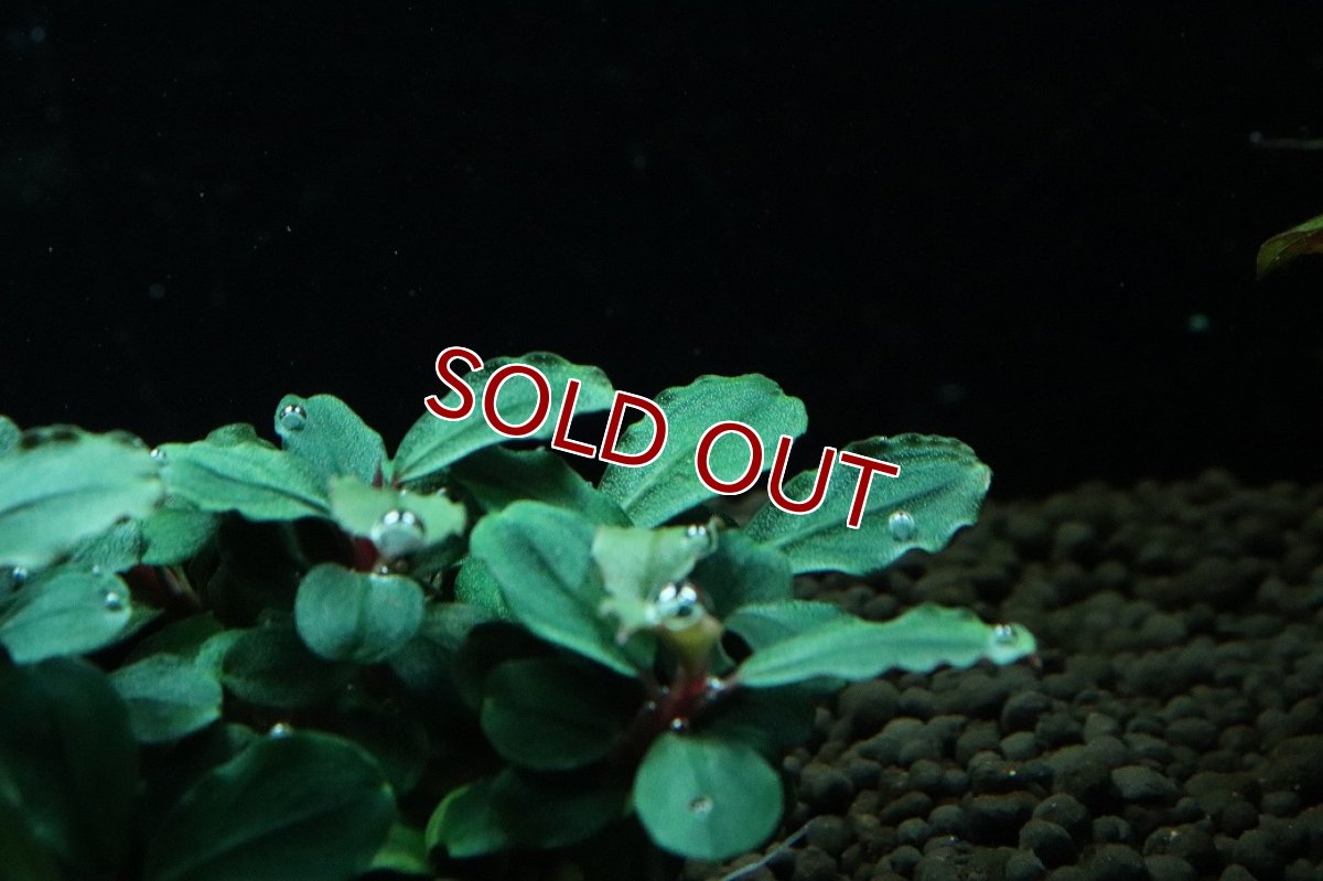 画像3: 【通販 水草】ブセファランドラ sp ブラウニーゴースト(輸入品)【1ポット サンプル画像】（陰性水草)（生体）（熱帯魚） (3)