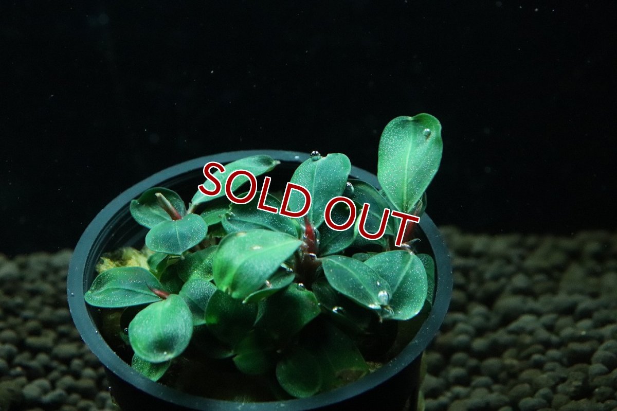 画像2: 【通販 水草】ブセファランドラ sp バタンカワ(輸入品)【1ポット サンプル画像】（陰性水草)（生体）（熱帯魚） (2)