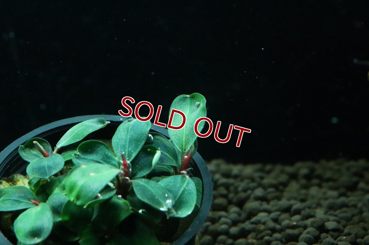 画像3: 【通販 水草】ブセファランドラ sp バタンカワ(輸入品)【1ポット サンプル画像】（陰性水草)（生体）（熱帯魚） (3)