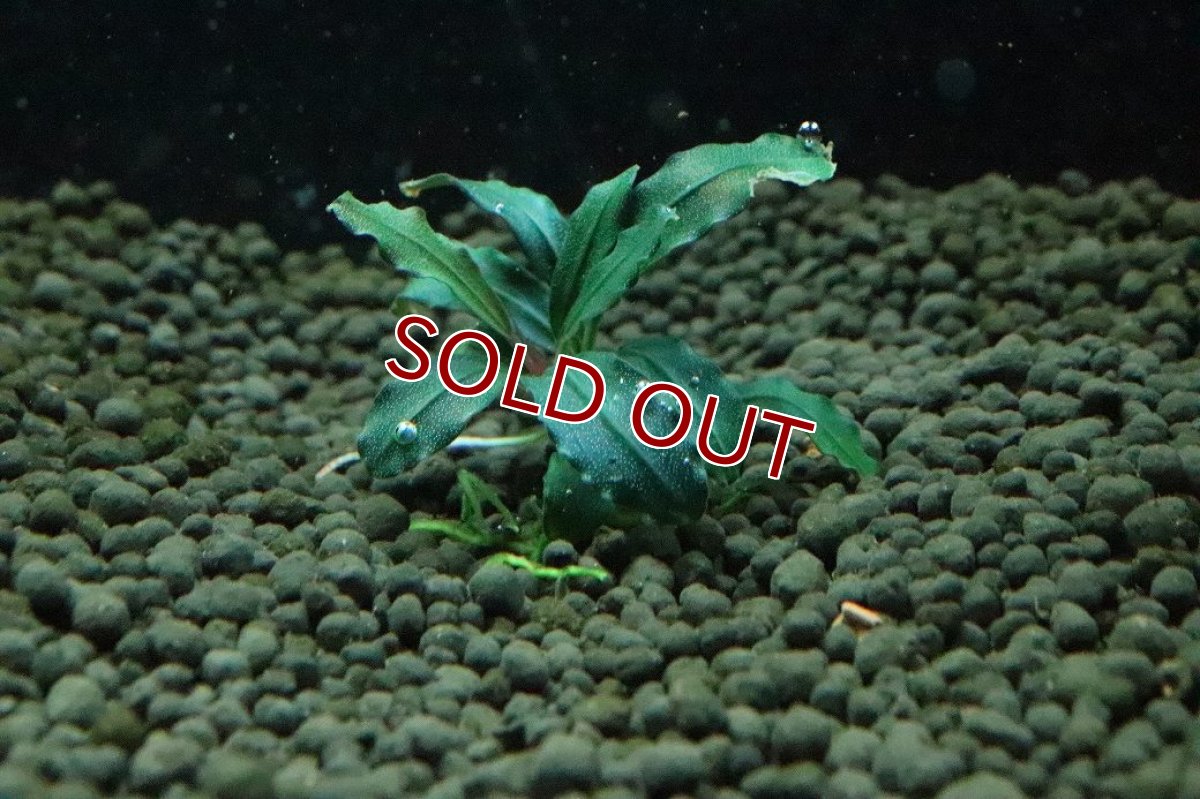 画像2: 【通販 水草】ブセファランドラ sp ダークブルー(輸入品)【1株 サンプル画像】（陰性水草)（生体）（熱帯魚） (2)