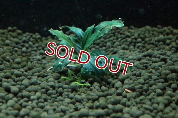 通販 水草】ブセファランドラ sp ダークブルー(輸入品)【1株 サンプル