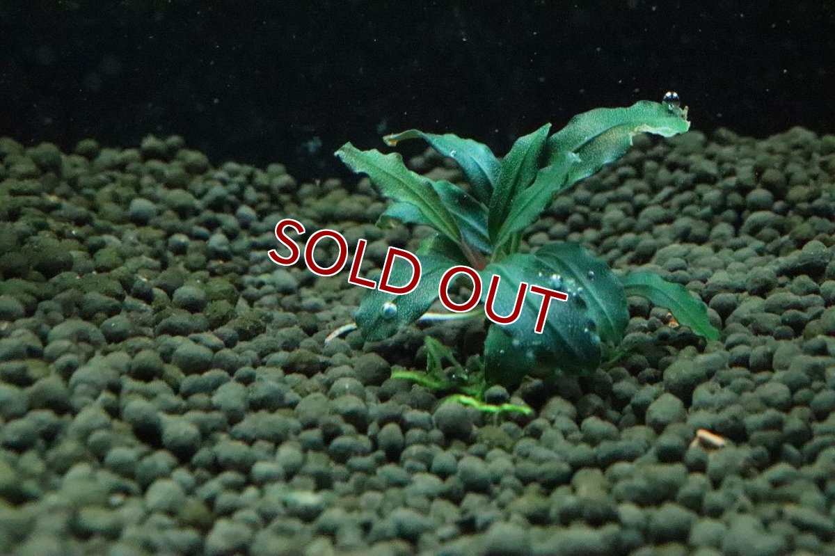 画像3: 【通販 水草】ブセファランドラ sp ダークブルー(輸入品)【1株 サンプル画像】（陰性水草)（生体）（熱帯魚） (3)