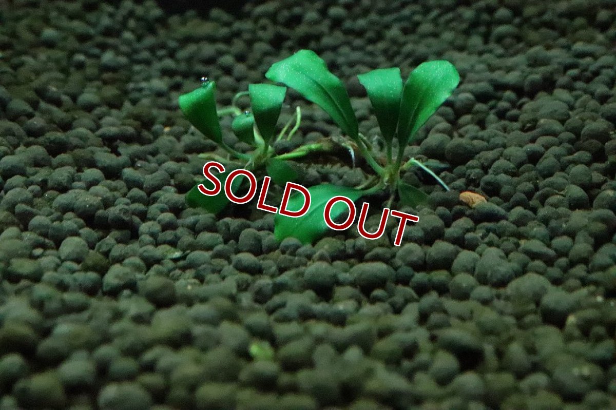 画像2: 【通販 水草】ブセファランドラ sp クダガングリーンロング(輸入品)【1株 サンプル画像】（陰性水草)（生体）（熱帯魚） (2)