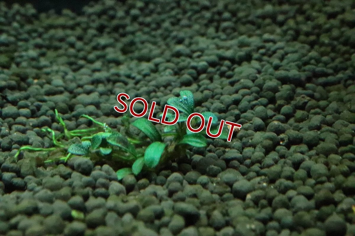 画像1: 【通販 水草】ブセファランドラ sp Grappy red(輸入品)【1株 サンプル画像】（陰性水草)（生体）（熱帯魚） (1)