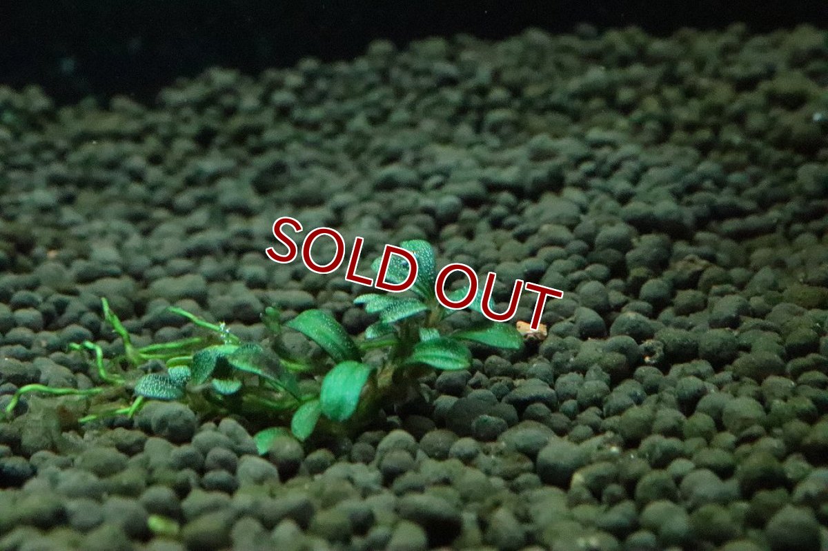 画像2: 【通販 水草】ブセファランドラ sp Grappy red(輸入品)【1株 サンプル画像】（陰性水草)（生体）（熱帯魚） (2)