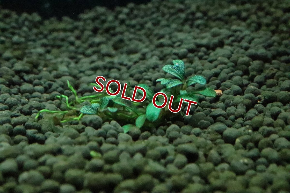 画像3: 【通販 水草】ブセファランドラ sp Grappy red(輸入品)【1株 サンプル画像】（陰性水草)（生体）（熱帯魚） (3)