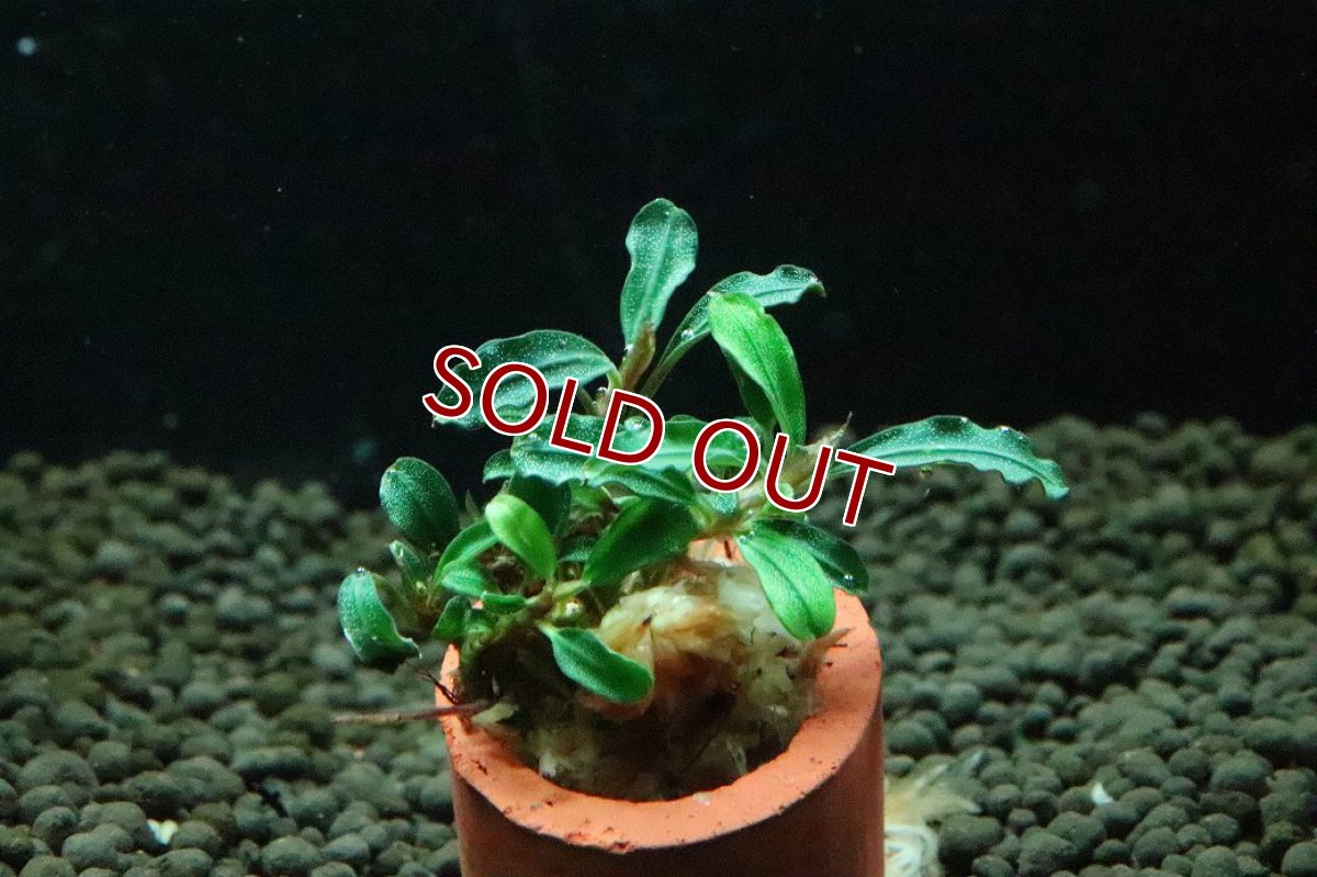 画像1: 【通販 水草】ブセファランドラ sp ボヤンミニナロー(輸入品)【1株 サンプル画像】（陰性水草)（生体）（熱帯魚） (1)