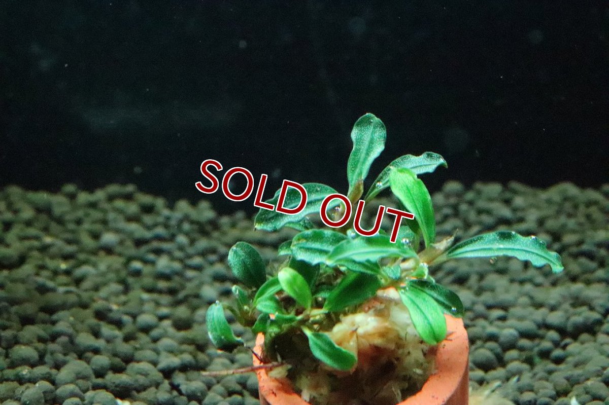 画像2: 【通販 水草】ブセファランドラ sp ボヤンミニナロー(輸入品)【1株 サンプル画像】（陰性水草)（生体）（熱帯魚） (2)