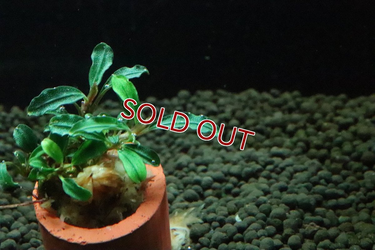 画像3: 【通販 水草】ブセファランドラ sp ボヤンミニナロー(輸入品)【1株 サンプル画像】（陰性水草)（生体）（熱帯魚） (3)