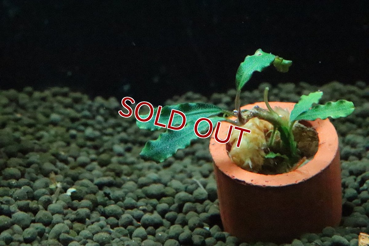 画像2: 【通販 水草】ブセファランドラ sp タイタン(輸入品)【1株 サンプル画像】（陰性水草)（生体）（熱帯魚） (2)