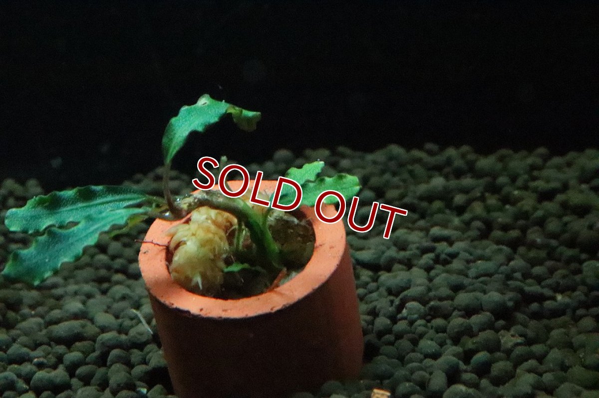 画像3: 【通販 水草】ブセファランドラ sp タイタン(輸入品)【1株 サンプル画像】（陰性水草)（生体）（熱帯魚） (3)