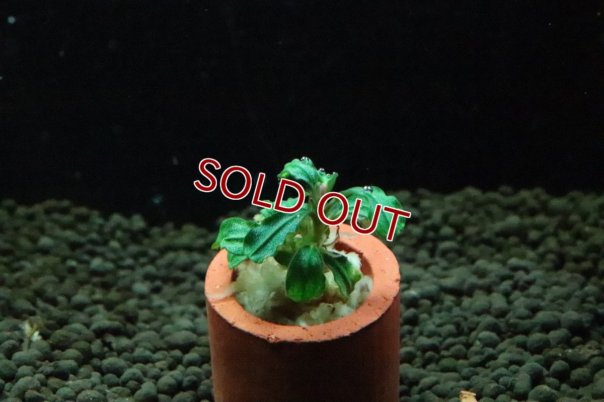 画像1: 【通販 水草】ブセファランドラ sp ダークファントム(輸入品)【1株 サンプル画像】（陰性水草)（生体）（熱帯魚） (1)