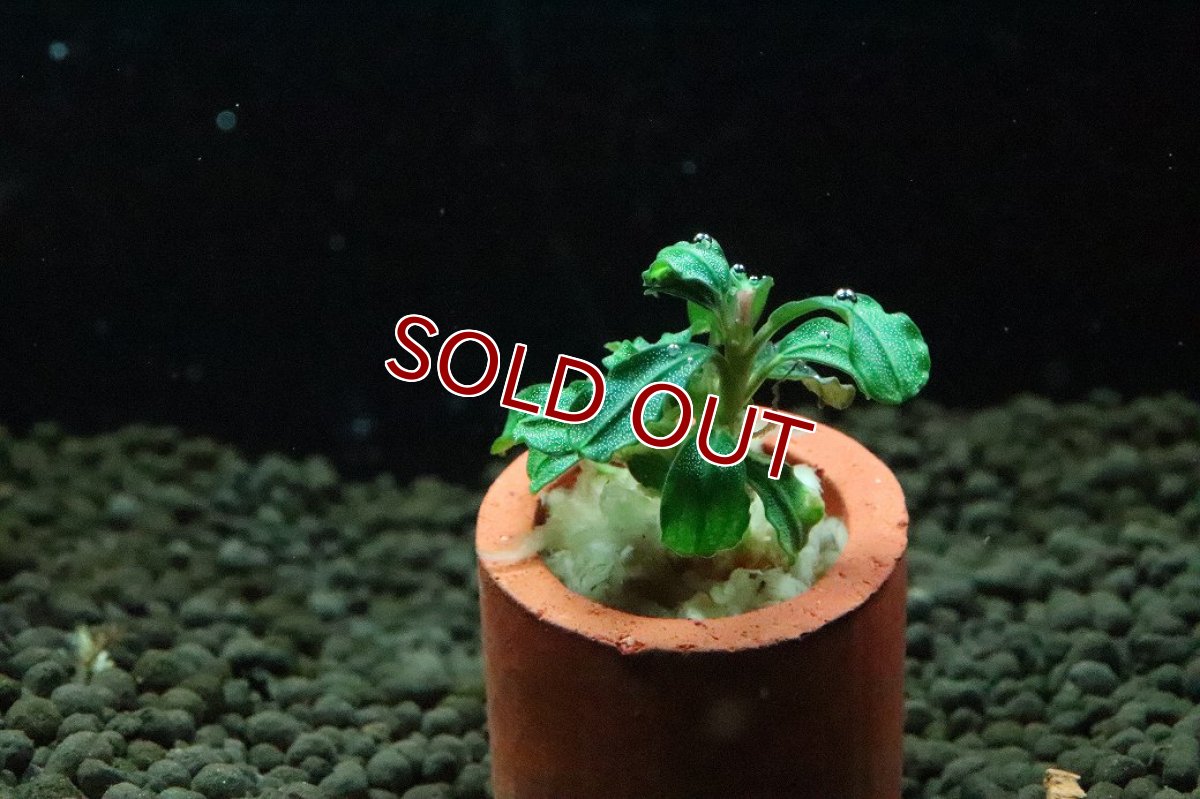 画像2: 【通販 水草】ブセファランドラ sp ダークファントム(輸入品)【1株 サンプル画像】（陰性水草)（生体）（熱帯魚） (2)