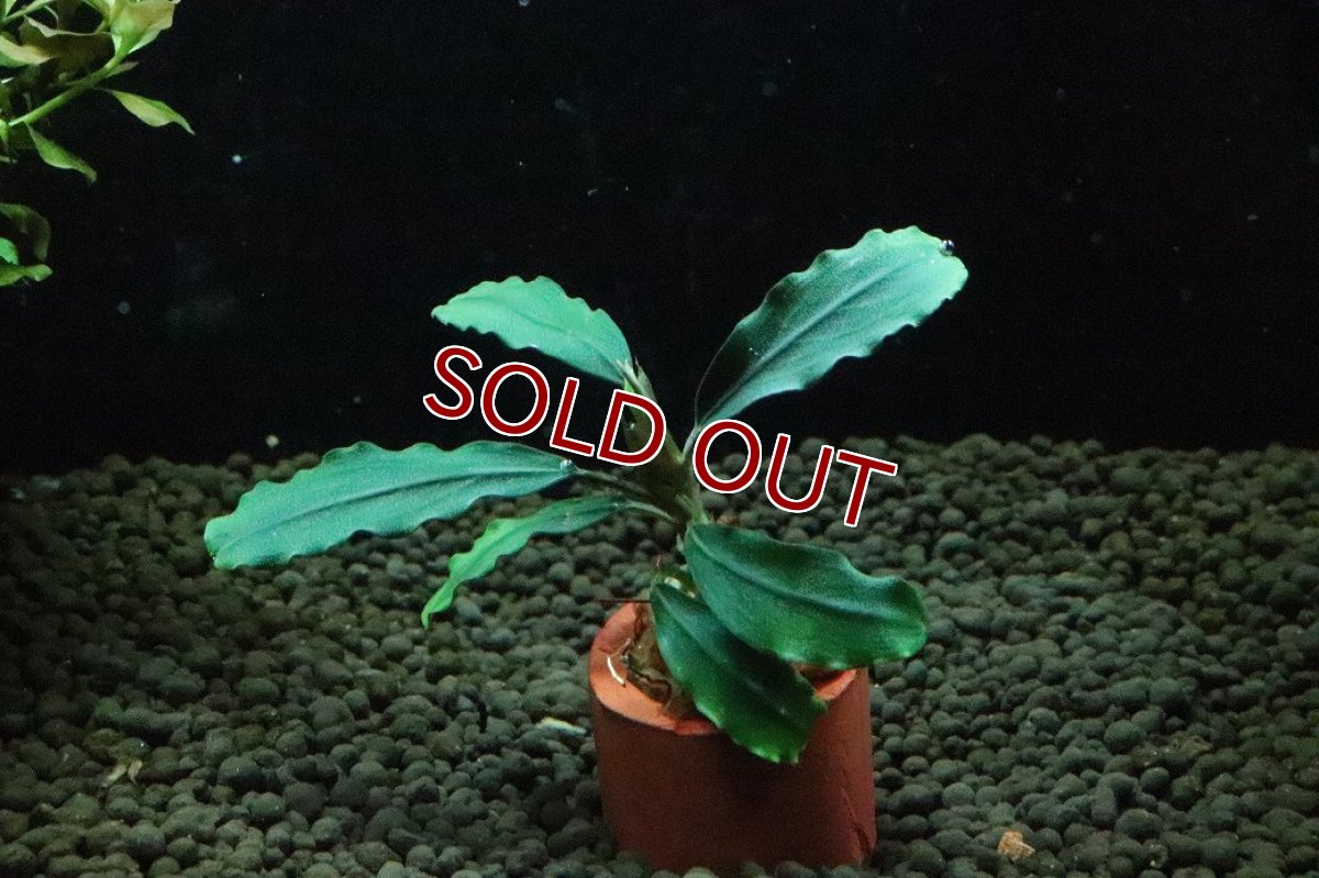 画像1: 【通販 水草】ブセファランドラ sp レインボー(輸入品)【1株 サンプル画像】（陰性水草)（生体）（熱帯魚） (1)