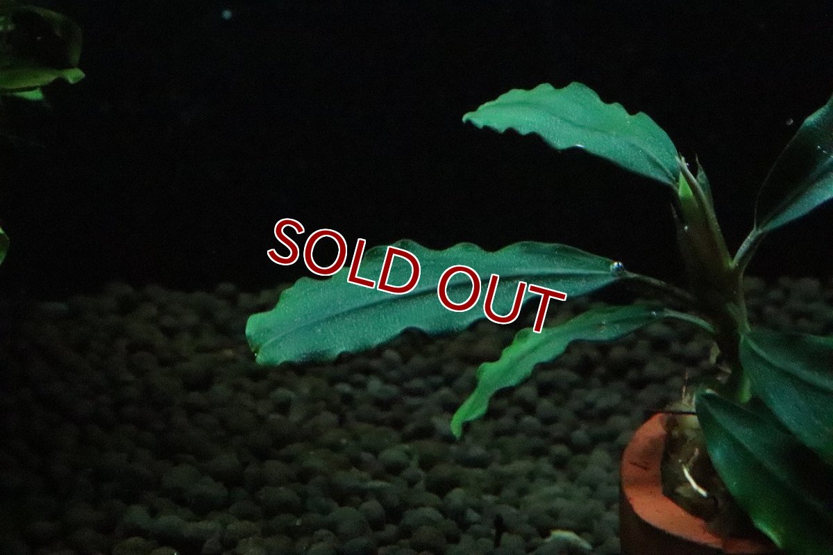 画像2: 【通販 水草】ブセファランドラ sp レインボー(輸入品)【1株 サンプル画像】（陰性水草)（生体）（熱帯魚） (2)