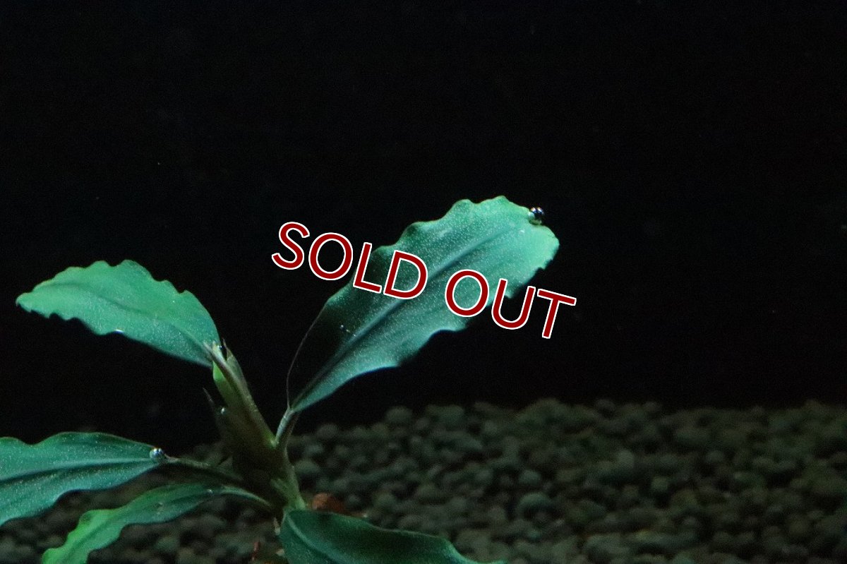 画像3: 【通販 水草】ブセファランドラ sp レインボー(輸入品)【1株 サンプル画像】（陰性水草)（生体）（熱帯魚） (3)