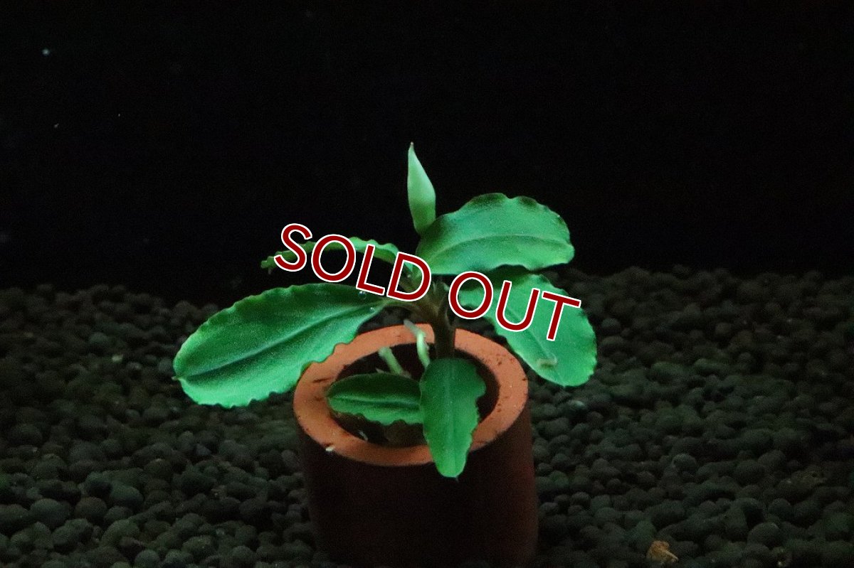 画像1: 【通販 水草】ブセファランドラ sp ブラウニーヘルメス(輸入品)【1株 サンプル画像】（陰性水草)（生体）（熱帯魚） (1)