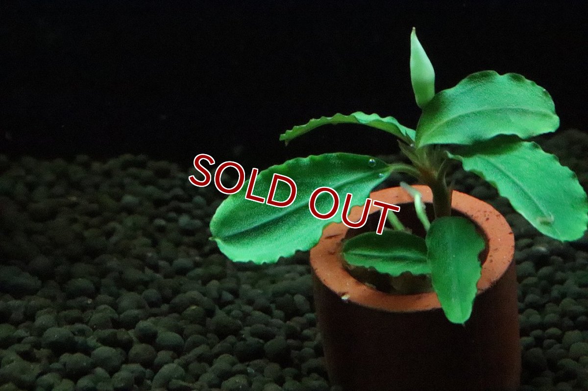 画像2: 【通販 水草】ブセファランドラ sp ブラウニーヘルメス(輸入品)【1株 サンプル画像】（陰性水草)（生体）（熱帯魚） (2)