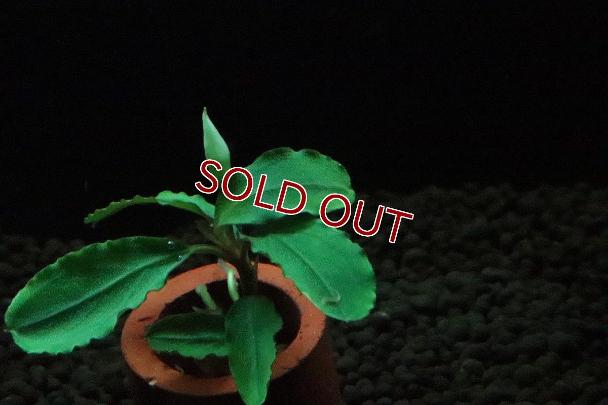 画像3: 【通販 水草】ブセファランドラ sp ブラウニーヘルメス(輸入品)【1株 サンプル画像】（陰性水草)（生体）（熱帯魚） (3)