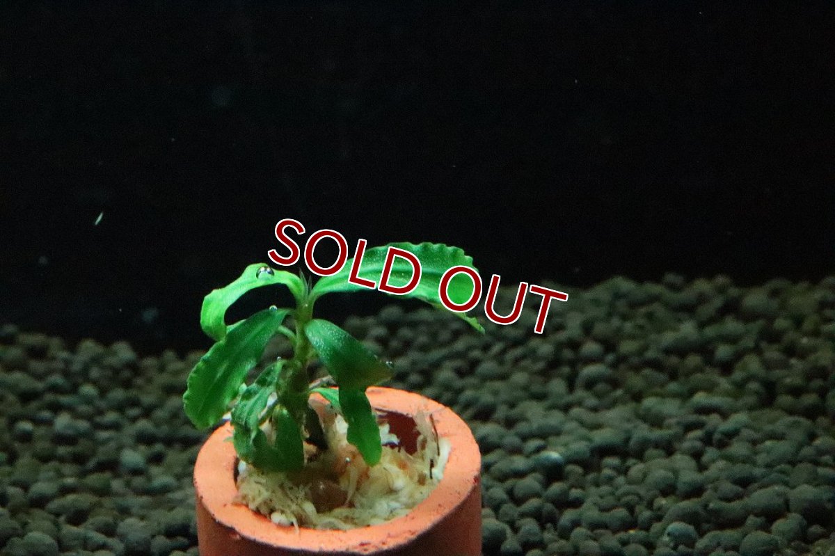 画像2: 【通販 水草】ブセファランドラ sp ビブリス スカイブルー(輸入品)【1株 サンプル画像】（陰性水草)（生体）（熱帯魚） (2)