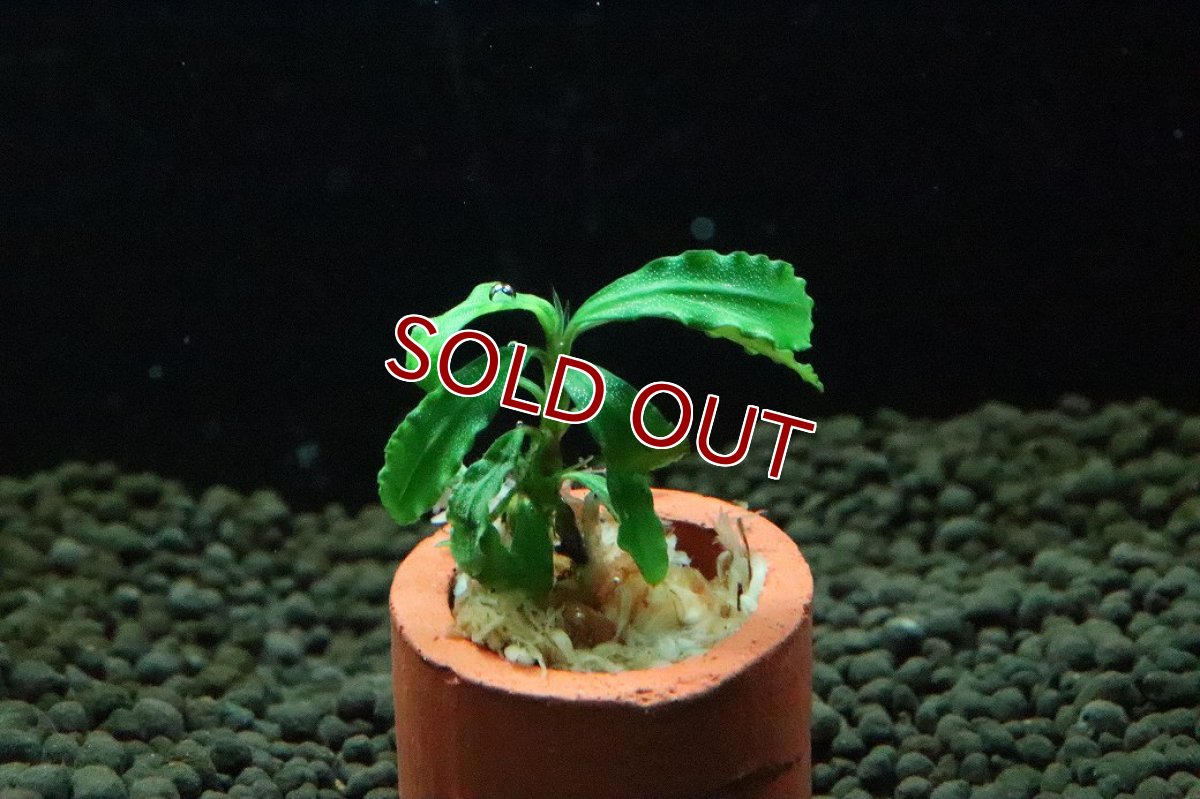 画像3: 【通販 水草】ブセファランドラ sp ビブリス スカイブルー(輸入品)【1株 サンプル画像】（陰性水草)（生体）（熱帯魚） (3)