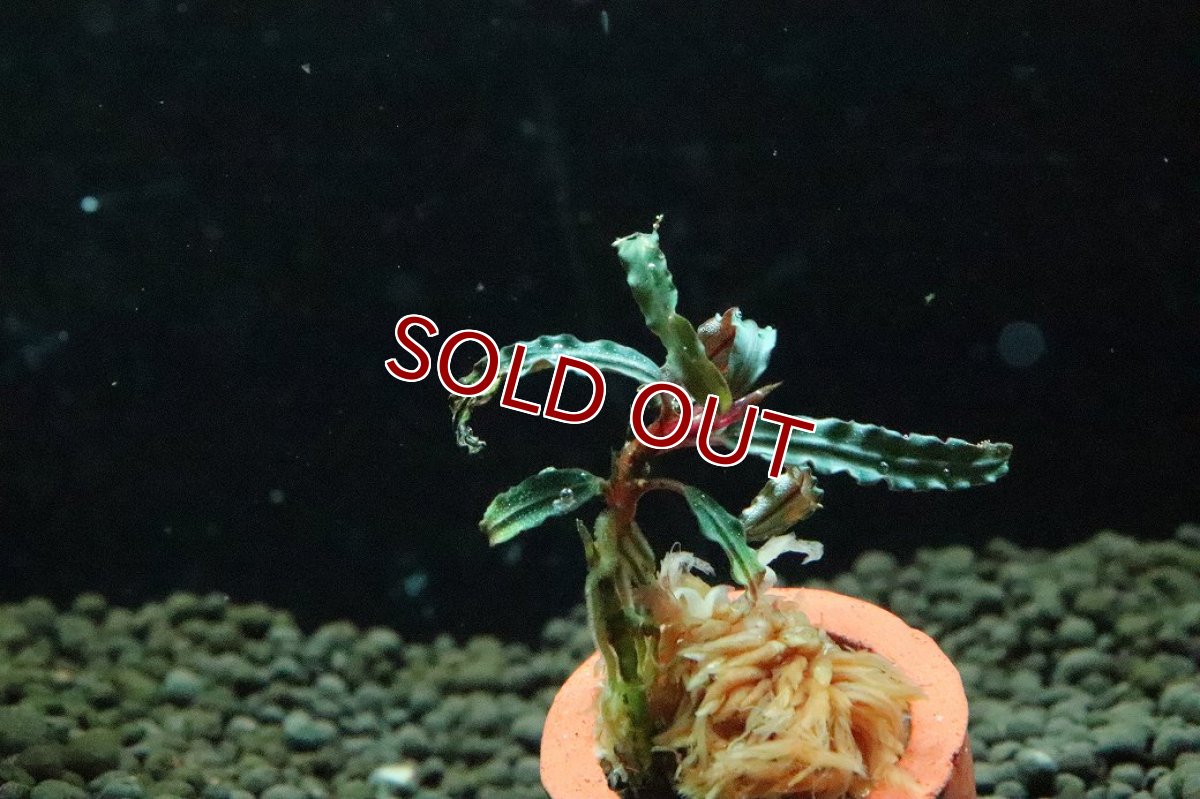 画像2: 【通販 水草】ブセファランドラ sp カテリナエ レッド(輸入品)【1株 サンプル画像】（陰性水草)（生体）（熱帯魚） (2)